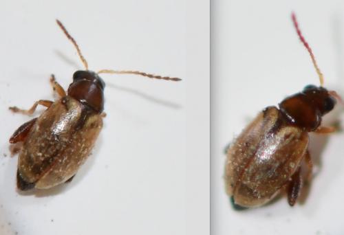 Longitarsus sp.